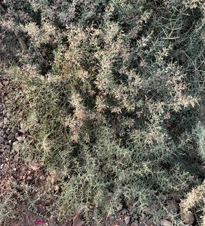 Alhagi maurorum bush.jpg