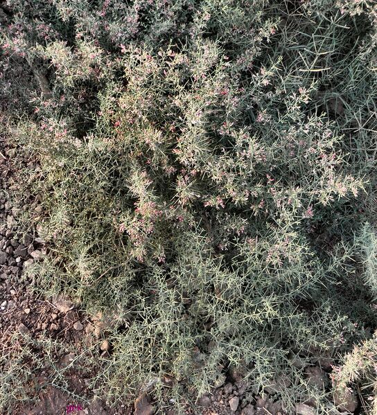 Файл:Alhagi maurorum bush.jpg