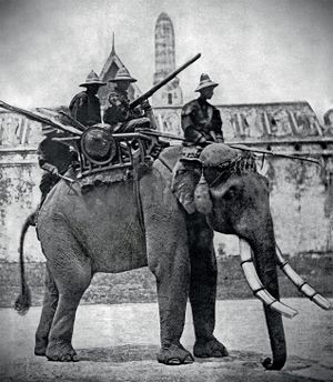 Elephant.jpg
