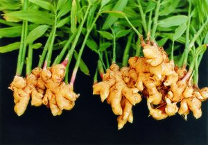 서산 9품 생강 1.jpg